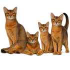 Gato Abisinio