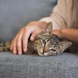 Gato doméstico recibiendo cariño en casa, imagen relacionada con adopción 
                           responsable de gatos, cuidado de mascotas y compromiso de vida con animales 
                           de compañía.