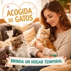 Acoge un gato