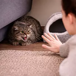 Gato agresivo y asustado escondido bajo el sofá mostrando miedo durante su 
                      adaptación a un nuevo hogar en los primeros días