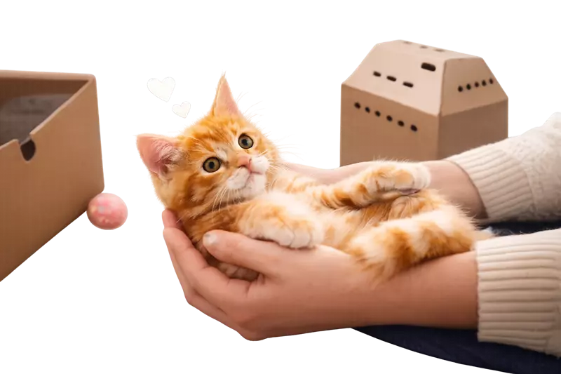 Gatito en manos para ser adoptado