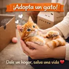 Adopta un gato