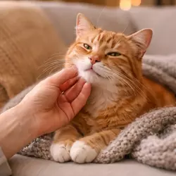 Gato mayor disfrutando de mimos ideal para personas que buscan una mascota 
                          calmada, afectuosa y fácil de cuidar
