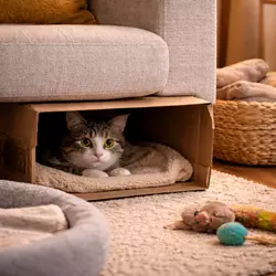 Señales de adaptación en gatos adoptados, gato escondido en casa nueva 
                          bajo sofá mostrando estrés, miedo y comportamiento típico los primeros 
                          días