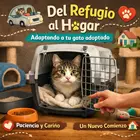 Trasladar gato