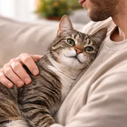 Dueño acariciando a su gato tras darle snacks, momentos 
                              positivos que fortalecen el vínculo emocional entre gato y 
                              humano