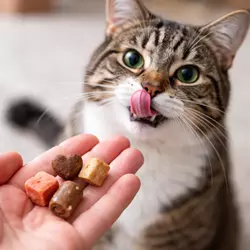 Gato relamiéndose frente a snacks o premios para gatos, 
                              golosinas saludables y nutritivas que complementan su 
                              alimentación diaria