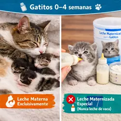 Infografía sobre alimentación de gatitos recién nacidos de 0 a 4 semanas, 
                              mostrando leche materna para gatos, leche maternizada para gatitos, nutrición 
                              para gatitos bebé, cuidados de gatos recién nacidos y consejos para alimentar 
                              gatitos correctamente y mejorar su salud y desarrollo