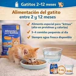 Infografía sobre alimentación de gatitos de 2 a 12 meses mostrando comida 
                              para gatitos kitten rica en proteínas, pienso para gatos jóvenes, nutrición 
                              felina para crecimiento, cuántas veces come un gatito al día, agua fresca 
                              para gatos y consejos para una alimentación saludable en gatos bebés