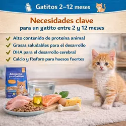 Infografía sobre nutrición de gatitos de 2 a 12 meses destacando alimentación 
                              para gatitos rica en proteínas animales, DHA para gatos, calcio y fósforo 
                              para gatos, desarrollo saludable de gatitos, comida para gatos kitten y 
                              consejos para mejorar el crecimiento, huesos fuertes y salud felina