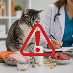Gato en consulta veterinaria con alimentos crudos y suplementos 
                              junto a símbolo de peligro, riesgos de dieta natural para gatos 
                              mal equilibrada, posibles deficiencias nutricionales y problemas 
                              de salud felina