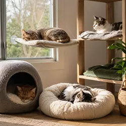 Gatos descansando en camas blandas, hamaca de ventana y refugio tipo cueva dentro 
                          de un hogar acogedor con luz natural, ideal para el descanso y bienestar felino.