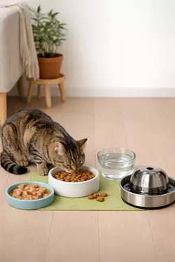 gato comiendo en comedero y bebiendo agua en bebederos modernos alimentación 
                       saludable para gatos domésticos accesorios esenciales para nutrición e hidratación 
                       felina en casa
