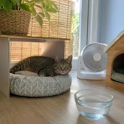 Gato descansando en casa fresca durante el verano con sombra, ventilación y 
                          agua fresca disponible, ideal para consejos sobre cómo adaptar el hogar para 
                          mascotas en épocas de calor.