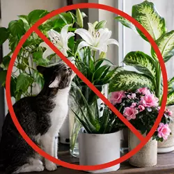 gato doméstico junto a plantas tóxicas peligrosas para gatos como lirios aloe 
                           vera pothos y dieffenbachia con señal de prohibido en hogar seguro para 
                           mascotas