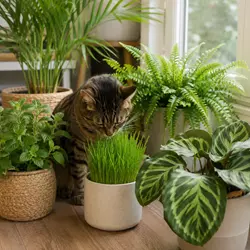 Gato doméstico rodeado de plantas seguras como hierba gatera, palma areca, 
                           helecho de Boston y calathea en un hogar natural y seguro para mascotas.