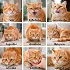 Entender a tu felino
