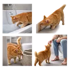 gato naranja siguiendo a su dueño en el baño comportamiento felino curioso apego 
                           emocional por que mi gato me sigue al baño significado conducta gatos domésticos 
                           en casa explicación experta