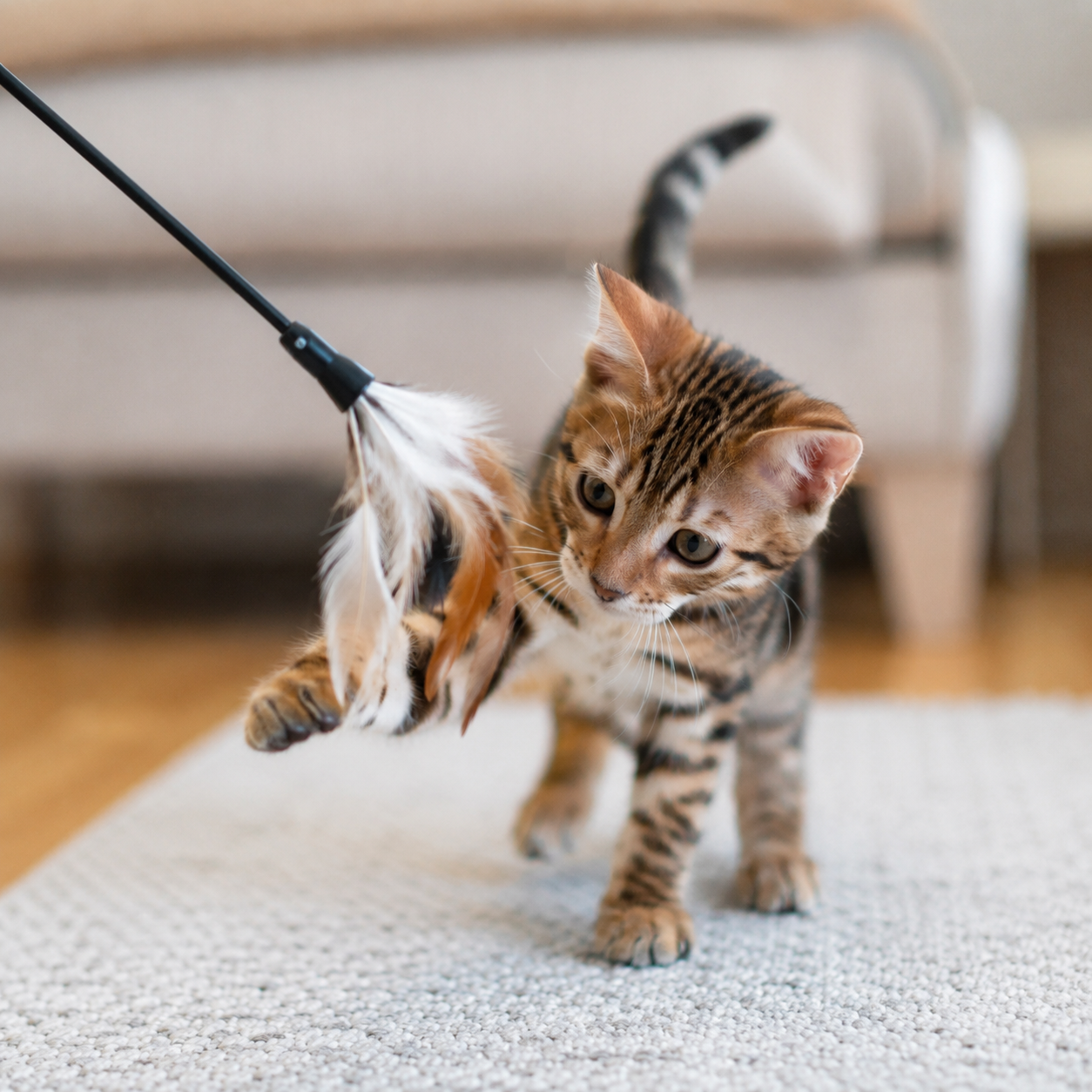 Gato cachorro jugando con varita de plumas en casa