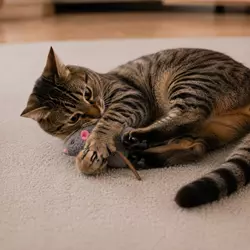 Gato mordiendo y sujetando ratón de juguete interactivo con las patas, 
                          estimulando instinto de caza y juego felino natural.