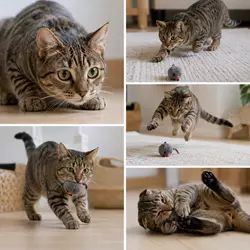 Gato doméstico jugando y cazando ratón de juguete en casa