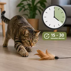 Gato doméstico jugando con juguete de plumas en casa, ejercicio diario para 
                          gatos saludables y activos durante 15 a 30 minutos al día.