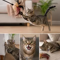 Gato doméstico jugando con juguete de plumas y descansando relajado después 
                          del ejercicio, ideal para reducir estrés, ansiedad y aburrimiento felino.