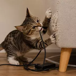 Gato mordiendo cables y arañando muebles en casa por aburrimiento, 
                          comportamiento destructivo común en gatos con poca estimulación.