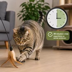 Gato de interior con sobrepeso jugando en casa, rutina de ejercicio diario 
                          con sesiones activas de 30 minutos o más.