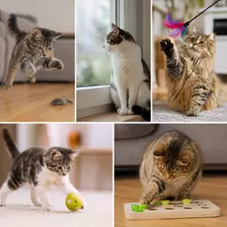 Gatos jugando en casa con juguetes interactivos