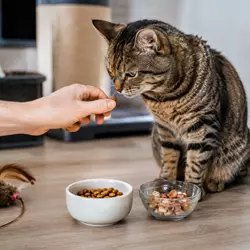 Gato recibiendo premios y snacks después de jugar en casa, con comida y 
                          golosinas para reforzar su bienestar y estimular el juego felino.