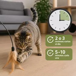 Gato doméstico jugando con juguete interactivo en casa, rutina ideal 
                          de ejercicio para gatos con 2 o 3 sesiones cortas diarias de 5 a 10 
                          minutos.