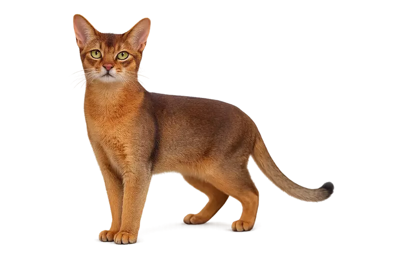 Gato Abisinio