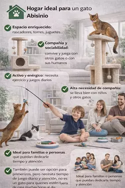 Imagen del ambiente ideal del gato abisinio comiendo