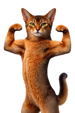 Imagen de gato abisinio haciendo musculo