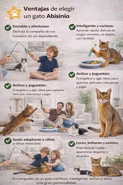 Imagen sobre ventajas del gato abisinio comiendo