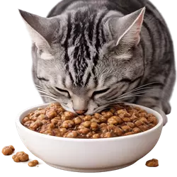Gato American Shorthair gris comiendo comida húmeda en plato, alimentación natural y 
                          nutritiva para gatos domésticos de pelo corto, dieta saludable para gatos recomendada por 
                          expertos en mascotas