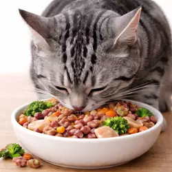 Gato American Shorthair gris comiendo comida natural casera con verduras y carne, alimentación 
                          saludable para gatos domésticos, dieta natural nutritiva ideal para el cuidado y bienestar 
                          felino