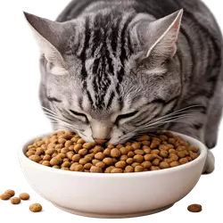 Gato American Shorthair gris comiendo pienso seco en plato, alimentación saludable para 
                          gatos domésticos de pelo corto, comida para gatos recomendada y nutritiva ideal para su 
                          cuidado diario