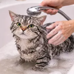 Gato americano de pelo duro siendo bañado con agua y champú, higiene y cuidado del pelaje 
                          felino, baño de gatos domésticos paso a paso, mascota limpia y saludable ideal para dueños 
                          responsables y amantes de los gatos