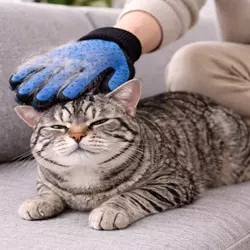 Gato americano de pelo duro siendo cepillado con guante quitapelos, cuidado del pelaje y 
                          aseo de gatos domésticos, mascota relajada y feliz en casa, grooming felino fácil ideal para 
                          dueños de gatos y amantes de mascotas