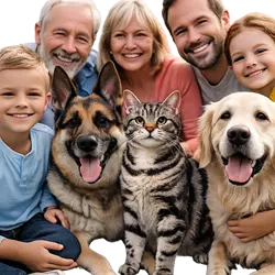 Gato americano de pelo duro atigrado junto a familia feliz con perros, mascota 
                       doméstica amigable y sociable, imagen tierna de convivencia entre gatos y perros ideal 
                       para amantes de los animales