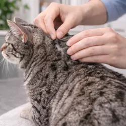 Revisión de piel en gato americano de pelo duro atigrado, control de parásitos y salud 
                          dermatológica felina, cuidado preventivo para gatos domésticos, inspección del pelaje para 
                          detectar pulgas y problemas de piel en mascotas