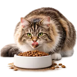 Gato americano de pelo largo atigrado comiendo comida húmeda premium en plato, alimentación 
                          saludable para gatos domésticos, dieta felina equilibrada rica en proteínas, mascota bien 
                          cuidada ideal para amantes de los gatos y dueños responsables