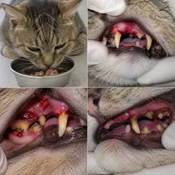gato con gingivitis felina avanzada mostrando encías sangrantes retraídas, 
                          dolor al comer y dientes con movilidad, enfermedad dental grave en gatos 
                          domésticos
