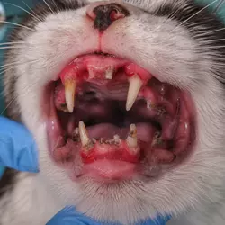 Gato con gingivitis felina grave mostrando encías inflamadas, pérdida de 
                             dientes e infección bucal visible, imagen sobre enfermedad dental en gatos, 
                             dolor oral y problemas para comer.
