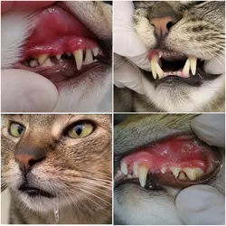 primer plano de boca de gato con encías rojas inflamadas, exceso de salivación 
                          y signos de gingivitis felina, problema dental común en gatos domésticos