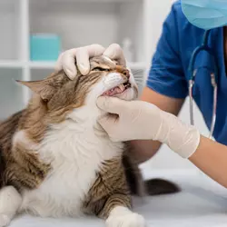 gato en veterinario revisión dental gingivitis felina tratamiento encías 
                          inflamadas cuidado salud bucal gatos diagnóstico veterinario