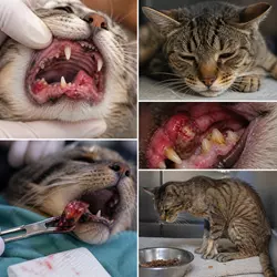 gato con periodontitis felina grave mostrando pérdida de dientes, abscesos 
                          dentales, infección bucal, dolor crónico y debilidad, con signos de enfermedad 
                          dental avanzada en gatos y dificultad para comer