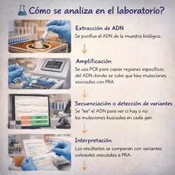 análisis de ADN en laboratorio para detectar atrofia progresiva de retina en gatos, proceso de diagnóstico 
                          genético con extracción, amplificación y secuenciación de muestras felinas